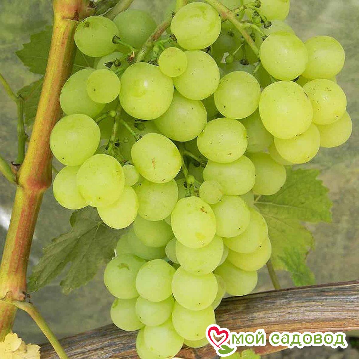 Виноград Амурский Белый (Высокоурожайный, ранний сорт)