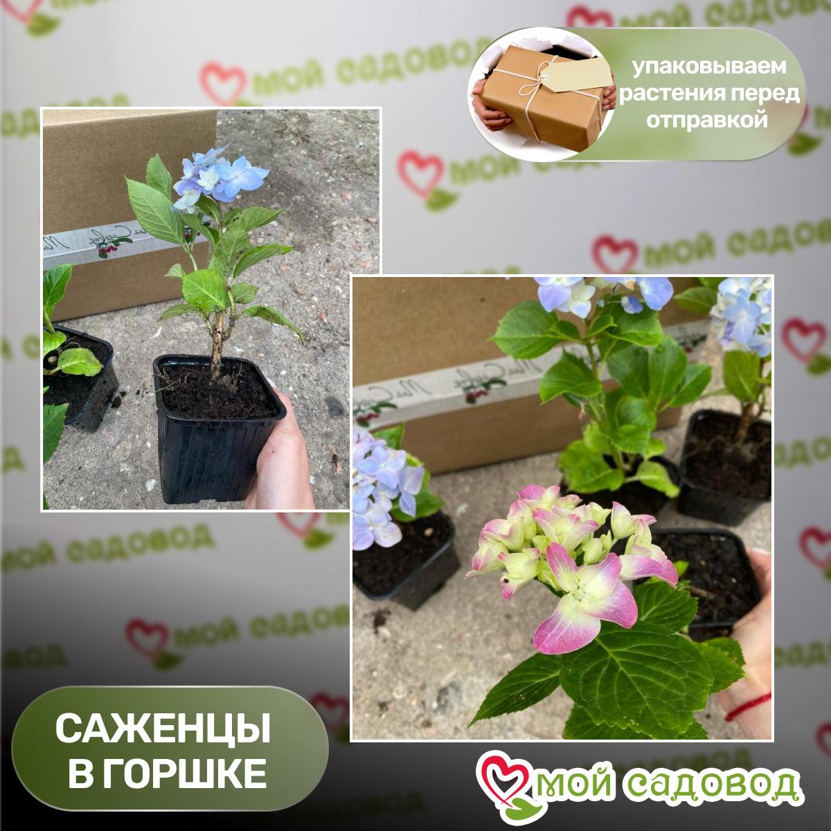 Гортензия крупнолистовая Шниебол