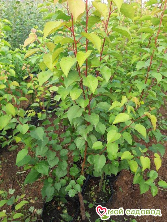 Абрикос Фуэго